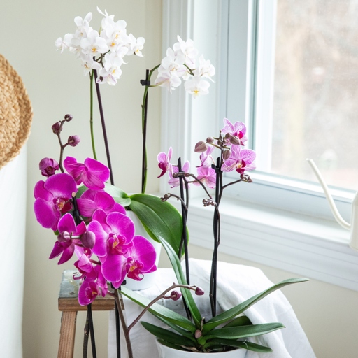 Watering orchids can be tricky, as they need just the right amount of water.