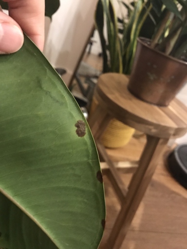Watering problems are the most common cause of brown spots on rubber plants.