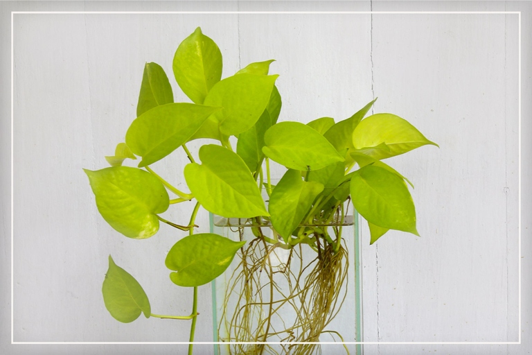 Watering requirements for Philodendron Lemon Lime and Neon Pothos are similar, as both plants prefer to have their soil moistened evenly and allowed to dry out slightly in between waterings.