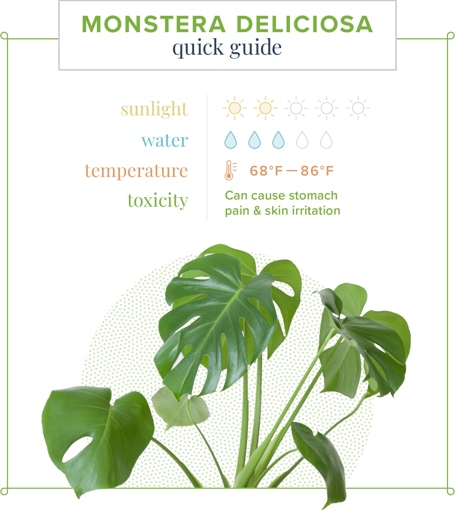 Watering your Monstera Deliciosa or Borsigiana is easy - just keep the soil moist and you're good to go!