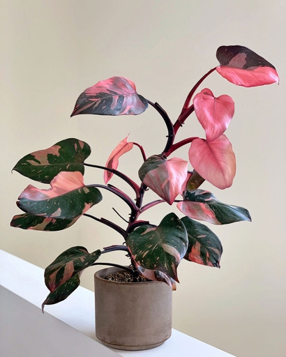 Watering your Pink Princess Philodendron is easy - just make sure to keep the soil moist (but not soggy) and you should be good to go!
