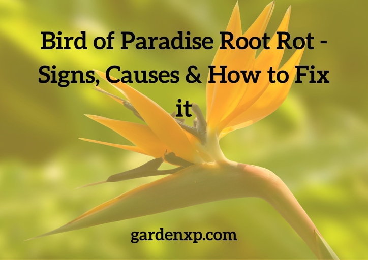 Waterlogging is one of the main causes of root rot in bird of paradise plants.