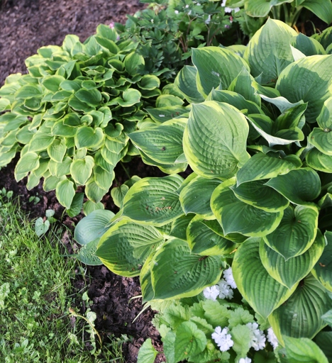 When deciding where to put a hosta in your yard, you should consider the plant's size, shape, and color.
