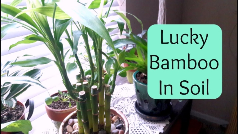 When growing lucky bamboo, it is important to use a proper potting mix to ensure healthy growth.