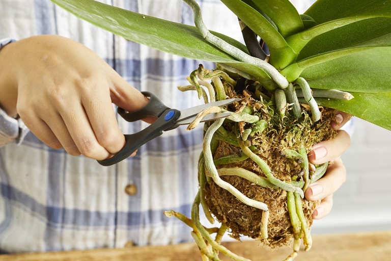 When it comes time to repot your orchid, follow these simple steps for best results.
