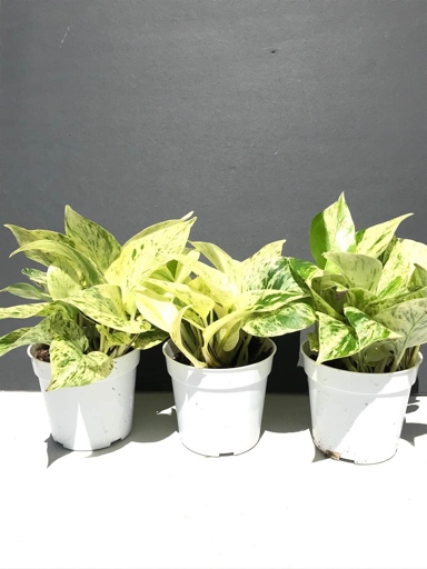 When it comes time to repot your Snow Queen Pothos, be sure to use a well-draining potting mix and a pot that is only slightly larger than the current one.
