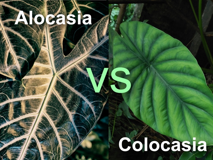 When it comes to Alocasia and Colocasia, also known as Elephant Ears, there are a few key ways to tell them apart.