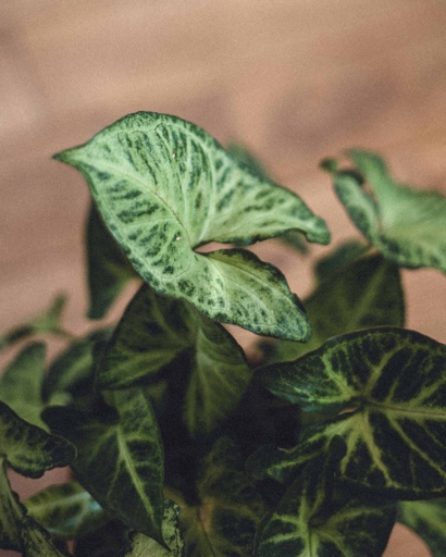 When it comes to height, caladiums are sleeper plants while syngoniums are climbers.