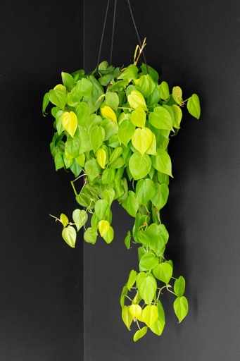 When it comes to leaf shape, Philodendron Lemon Lime leaves are more oval-shaped with smooth edges, while Neon Pothos leaves are more heart-shaped with jagged edges.