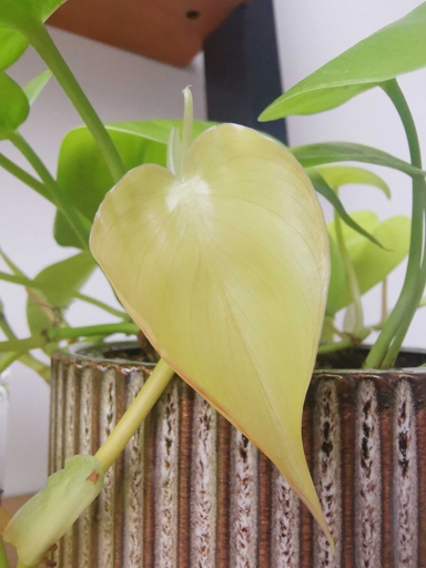 When it comes to leaf size, Philodendron Lemon Lime definitely takes the cake.
