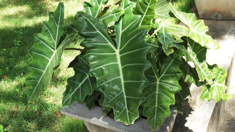 When it comes to lighting, be sure to provide your Alocasia Portodora plant with plenty of bright, indirect light.