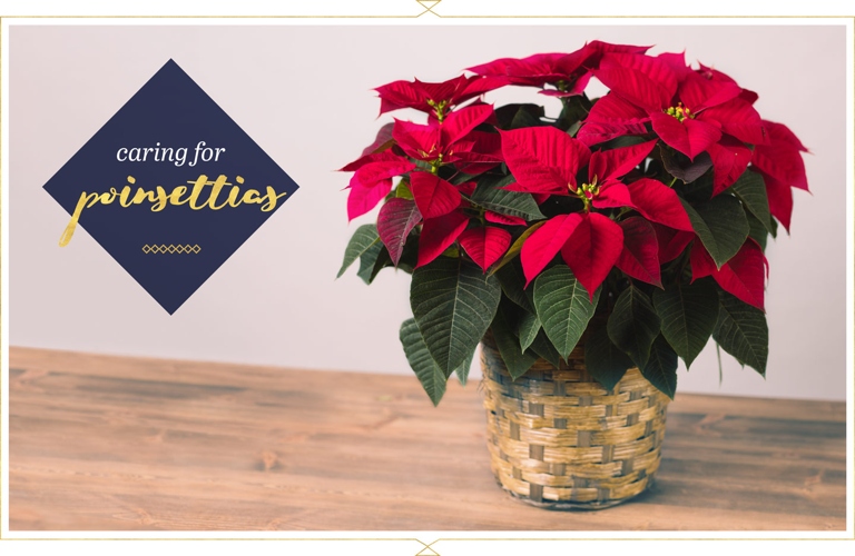 When it comes to poinsettias, placement is key.