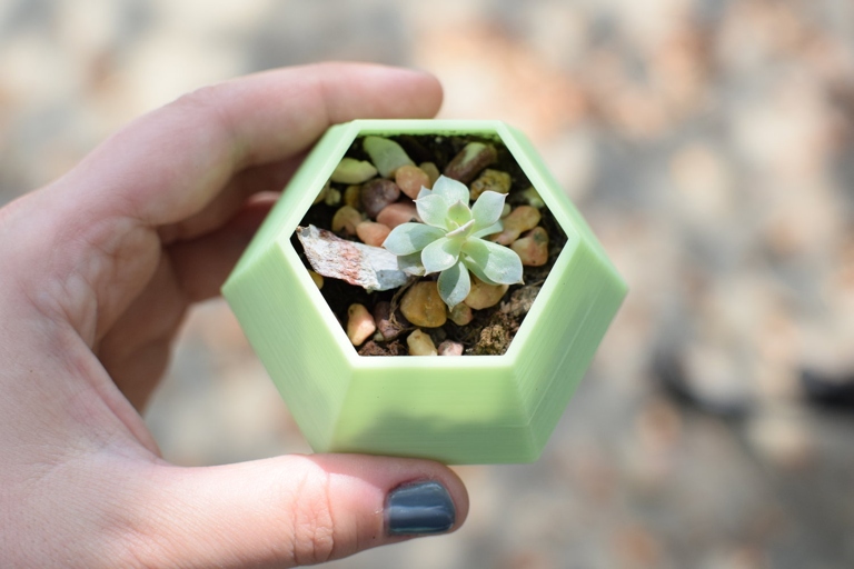 When it comes to succulents, leaf tips can tell you a lot about the plant's health.