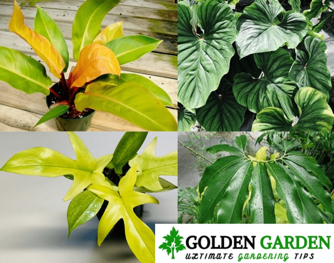 When it comes to texture, Philodendron Thai Sunrise has a rough, leathery feel, while Golden Goddess has a smooth, velvety texture.