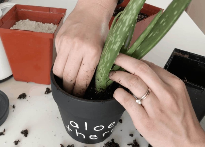When potting your aloe plant, be sure to select a potting mix that is well-draining and contains a high percentage of organic matter.