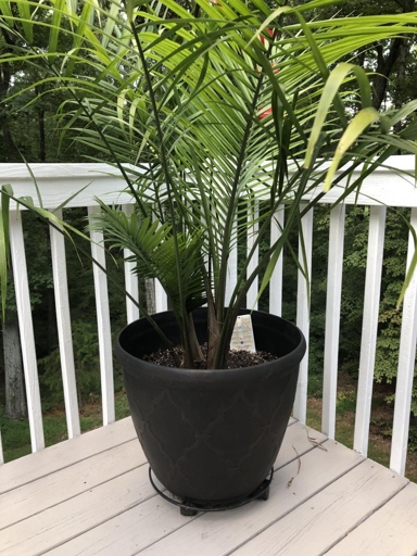 When repotting a majesty palm, be sure to use a well-draining potting mix and a pot that is only one size larger than the current pot.