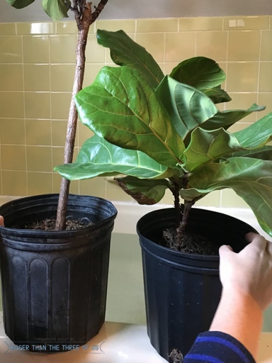 When the seasons change, so should your fiddle leaf fig's watering schedule.
