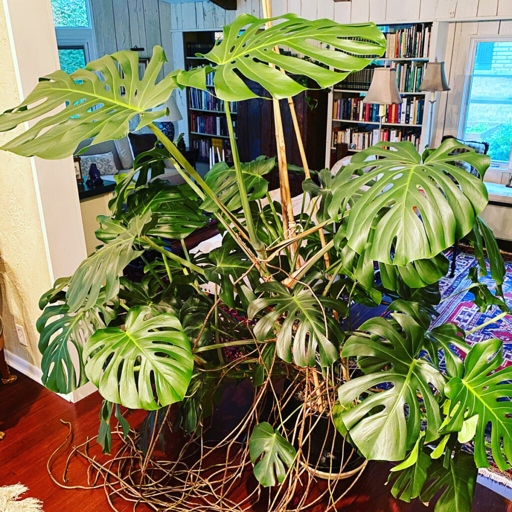 When transplanting a Monstera, it is important to take as many roots as possible to reduce the shock to the plant.