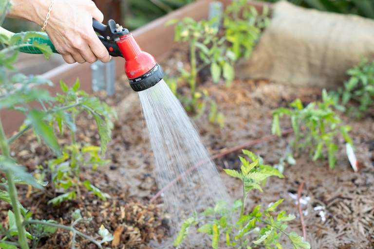 When watering your plants, take the climate into consideration.