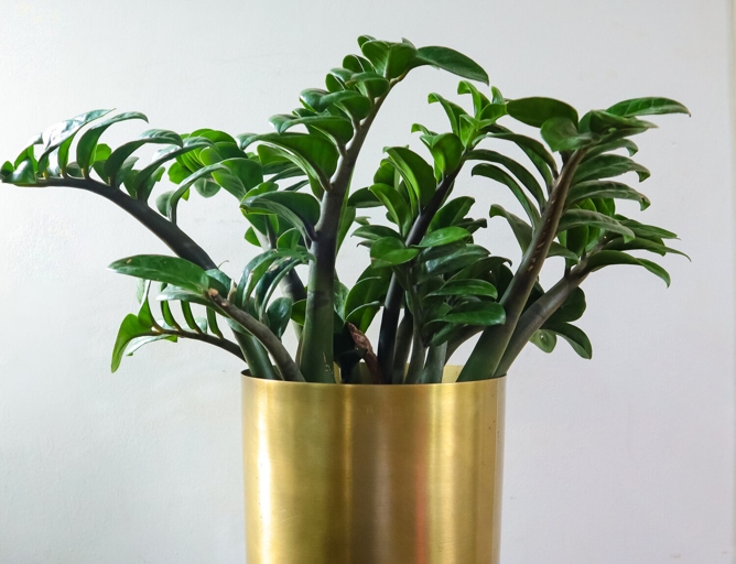 When watering your ZZ Plant, make sure to use lukewarm water and to let the plant drain completely afterwards.