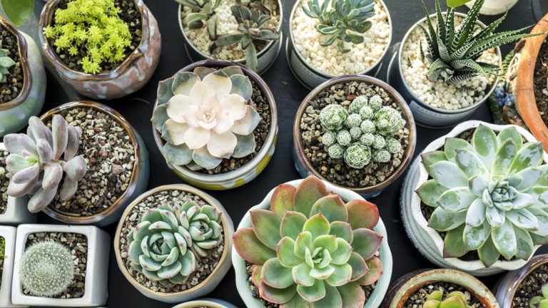 When you first get a succulent, there are a few things you should do to ensure its health and longevity. 1.