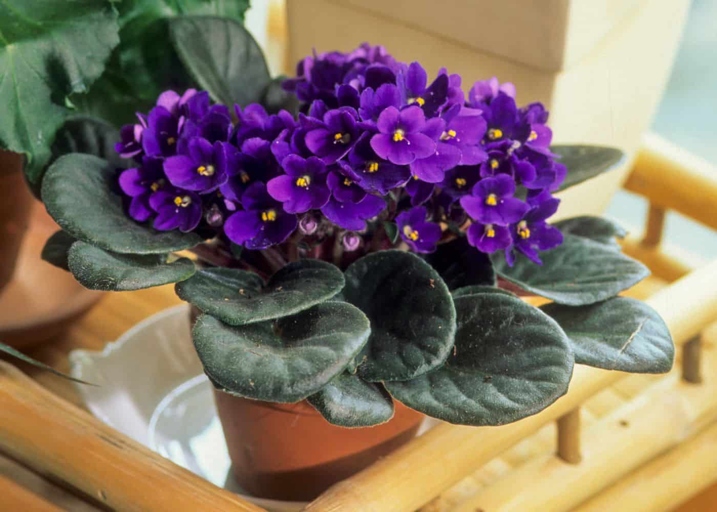 When you have finished repotting your African Violet, it is important to give it the proper care in order to prevent root rot.
