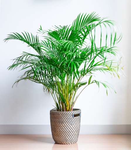 When you notice that your Areca Palm is starting to show signs of root rot, it's important to act quickly and repot the plant.
