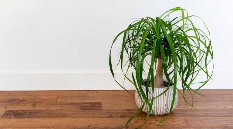 When you notice your ponytail palm's trunk is soft, it's time to repot the plant.