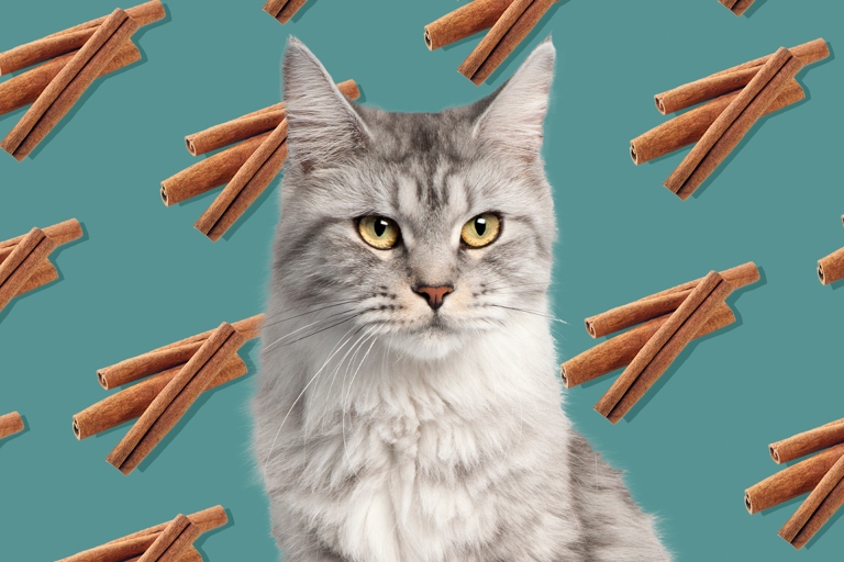 While cinnamon is a spice that is safe for humans, it can be harmful to cats.