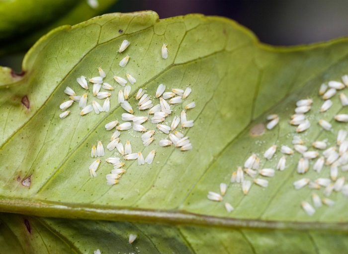 Whiteflies and mealybugs are common pests that can infest mint plants.