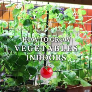 With a little creativity and some basic supplies, you can easily grow your own vegetables indoors.
