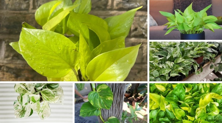 With so many different types of pothos out there, it's no wonder people get confused about which one they're looking at.