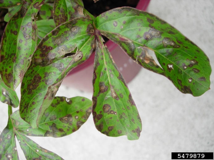 Xanthomonas leaf spot is a bacterial disease that affects peonies.