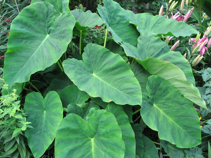 Xanthosoma are a type of elephant ear that are edible.