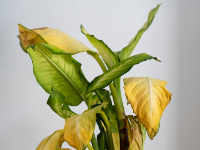 Yellowing is a sign of stress in plants, and can be caused by a number of factors, including too much sun, too little water, or pests.
