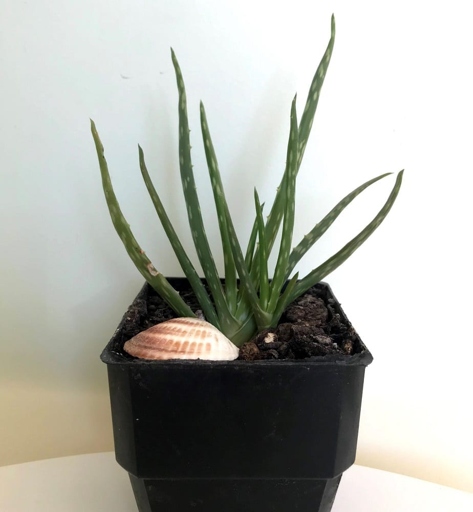 Yes, aloe vera leaves grow back after cutting.