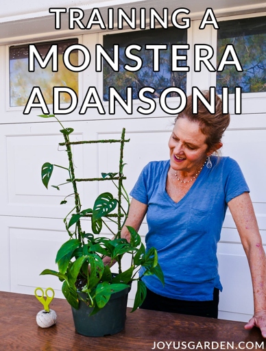Yes, Monstera adansonii is a vining plant and can be trained to climb.