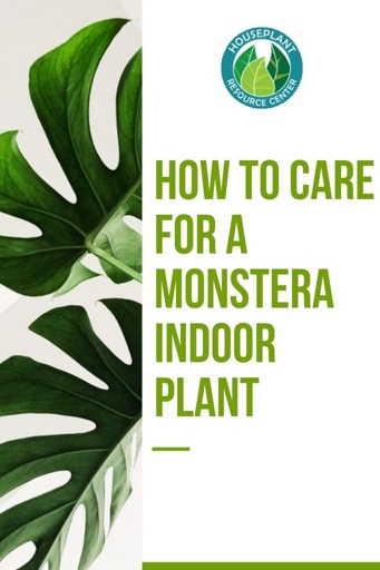 Yes, Monstera is a good indoor plant because it is easy to care for, it does not need much light, and it purifies the air.