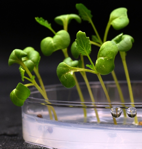 Yes, plants can use artificial light for photosynthesis, but they are not very efficient at it.