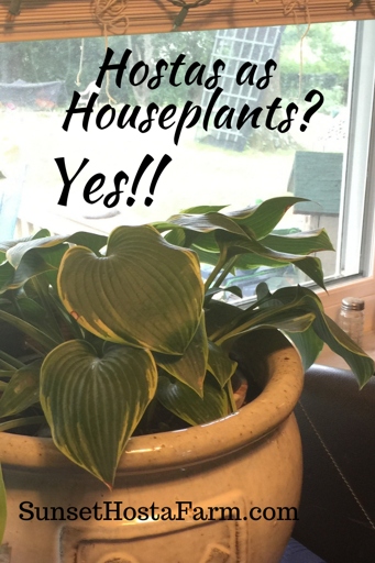 Yes, you can grow a hosta indoors!