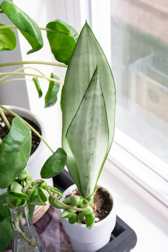 Yes, you can propagate your moonshine snake plant!