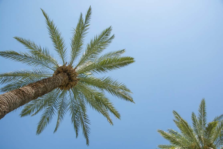 Yes, you can stop palm trees from flowering by pruning them.