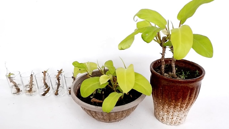 You can propagate Philodendron selloum by taking stem cuttings from an existing plant.
