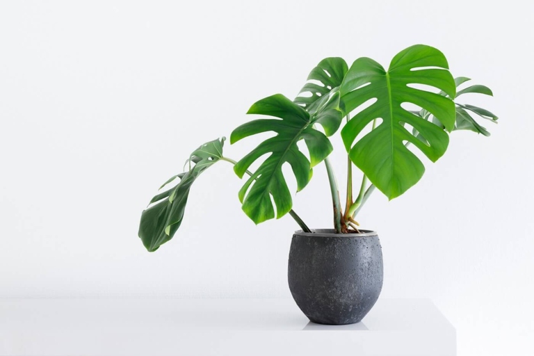 You can repot your Monstera in the summer, but make sure to do it early in the season.