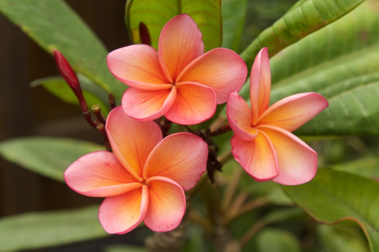 You should cut back your plumeria when it is about 18 inches tall.