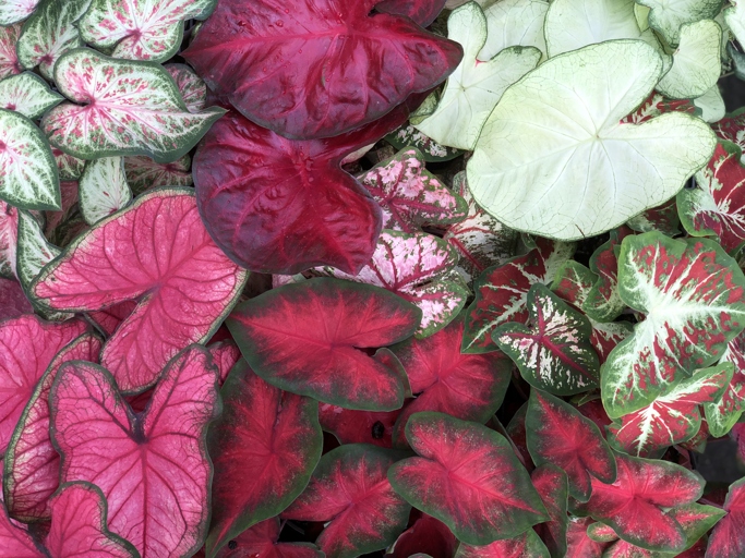 Your caladium needs at least six hours of sunlight a day to maintain its vibrant color.