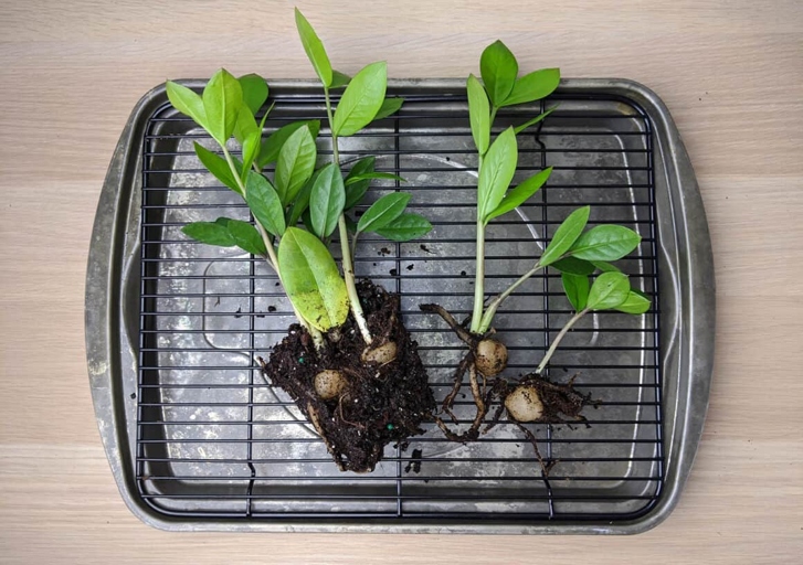 Zz plant root rot is caused by a number of factors, including overwatering, poor drainage, and compacted soil.