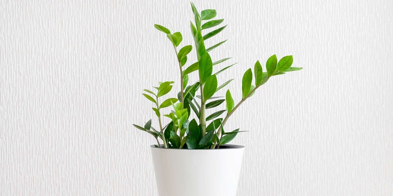 ZZ plants are known to be tough plants that can endure neglect, but even they need a little fertilizer now and then.